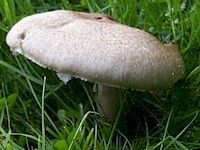 Agaric champêtre. Chapeau. Cliquer pour agrandir l'image.