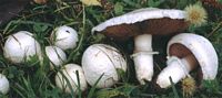 Agaric champêtre. Cliquer pour agrandir l'image.