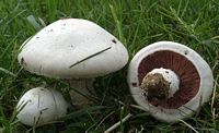 Agaric champêtre. Cliquer pour agrandir l'image.