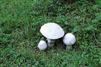 Agaric champêtre. Cliquer pour agrandir l'image.