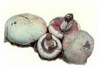 Agaric champêtre. Cliquer pour agrandir l'image.
