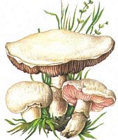 Agaric champêtre. Dessin. Cliquer pour agrandir l'image.