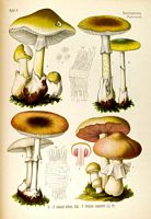 Agaric champêtre. Agaric champêtre (en bas). Cliquer pour agrandir l'image.