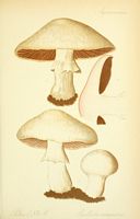 Agaric champêtre. Planche d'identification Thomé 084b. Cliquer pour agrandir l'image.