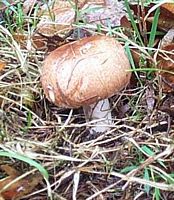 Agaric des forêts. Cliquer pour agrandir l'image.
