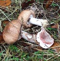Agaric des forêts. Cliquer pour agrandir l'image.