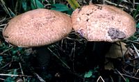 Agaric des forêts. Cliquer pour agrandir l'image.