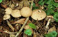 Agaric des forêts. Cliquer pour agrandir l'image.