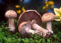 Agaric des forêts. Cliquer pour agrandir l'image.