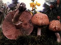 Agaric des forêts. Cliquer pour agrandir l'image.
