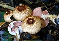 Agaric des forêts. Cliquer pour agrandir l'image.