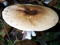Agaric des forêts. Cliquer pour agrandir l'image.