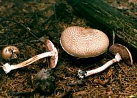 Agaric des forêts. Cliquer pour agrandir l'image.