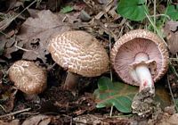Agaric des forêts. Cliquer pour agrandir l'image.