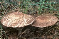 Agaric des forêts. Cliquer pour agrandir l'image.