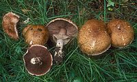 Agaric des forêts. Cliquer pour agrandir l'image.