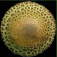 Agaric impérial. Cliquer pour agrandir l'image.