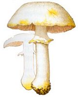 Agaric jaunissant. Dessin. Cliquer pour agrandir l'image.