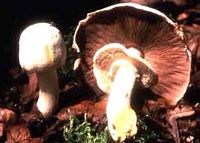 Agaric jaunissant. Cliquer pour agrandir l'image.