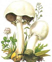 Agaric jaunissant. Dessin. Cliquer pour agrandir l'image.