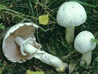 Agaric jaunissant. Cliquer pour agrandir l'image.