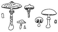 Agaricacées. Cliquer pour agrandir l'image.