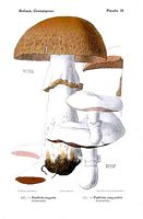 Agarics. Dessin d'identification. Cliquer pour agrandir l'image.