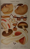Planche Ricken 61. Cliquer pour agrandir l'image.
