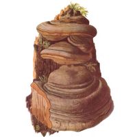 Amadouvier. Dessin. Cliquer pour agrandir l'image.