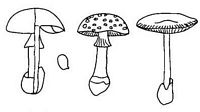 Amanitacées. Cliquer pour agrandir l'image.
