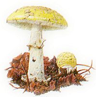 Amanite citrine. Dessin. Cliquer pour agrandir l'image.