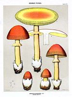 Amanite des Césars. Dessin d'identification. Cliquer pour agrandir l'image.