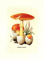 Amanite des Césars. Dessin. Cliquer pour agrandir l'image.
