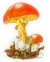Amanite des Césars. Dessin. Cliquer pour agrandir l'image.