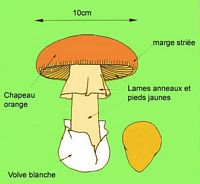 Amanite des Césars. Croquis. Cliquer pour agrandir l'image.