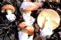 Amanite des Césars. Cliquer pour agrandir l'image.