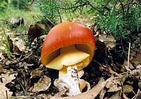 Amanite des Césars. Cliquer pour agrandir l'image. Amanite des Césars. Cliquer pour agrandir l'image.