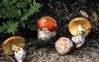 Amanite des Césars. Cliquer pour agrandir l'image.