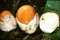 Amanite des Césars. Cliquer pour agrandir l'image.