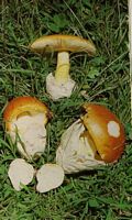 Amanite des Césars. Cliquer pour agrandir l'image.