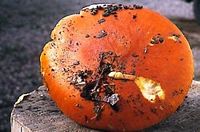 Amanite des Césars. Cliquer pour agrandir l'image.