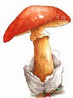 Amanite des Césars. Cliquer pour agrandir l'image. Amanite des Césars. Cliquer pour agrandir l'image.
