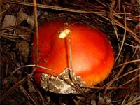 Amanite des Césars. Cliquer pour agrandir l'image.