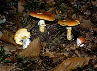 Amanite des Césars. Cliquer pour agrandir l'image.