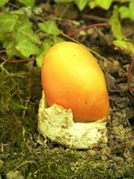 Amanite des Césars. Cliquer pour agrandir l'image.