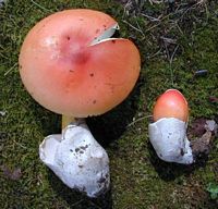 Amanite des Césars. Cliquer pour agrandir l'image.