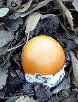 Amanite des Césars. Cliquer pour agrandir l'image. Amanite des Césars. Cliquer pour agrandir l'image.