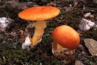 Amanite des Césars. Cliquer pour agrandir l'image. Amanite des Césars. Cliquer pour agrandir l'image.