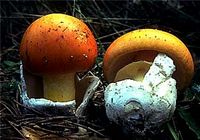Amanite des Césars. Cliquer pour agrandir l'image.
