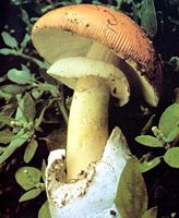 Amanite des Césars. Cliquer pour agrandir l'image.